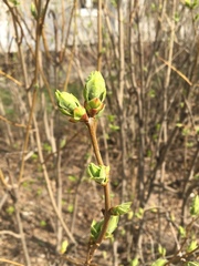 Syringa vulgaris