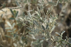 Tephrosia apollinea