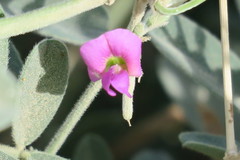 Tephrosia apollinea
