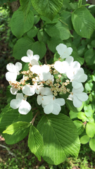 Viburnum plicatum