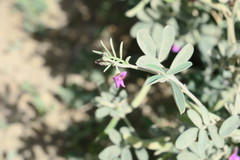 Tephrosia apollinea