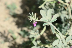 Tephrosia apollinea