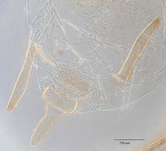 Hyperomyzus lactucae