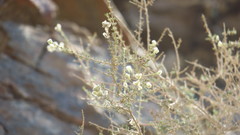 Plocama aucheri