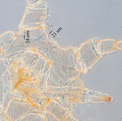 Hyperomyzus lactucae