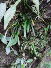 Haplopteris anguste-elongata