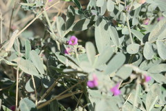 Tephrosia apollinea