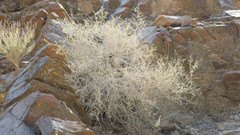 Plocama aucheri