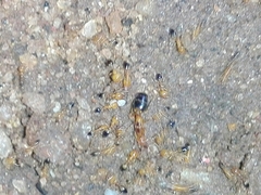 Trichomyrmex destructor
