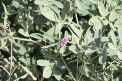 Tephrosia apollinea