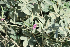 Tephrosia apollinea
