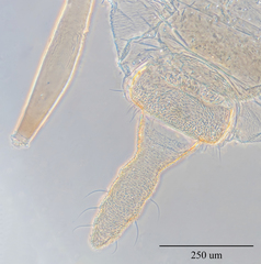 Hyperomyzus lactucae