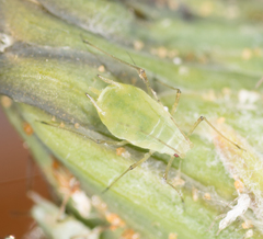 Hyperomyzus lactucae