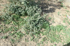 Tephrosia apollinea