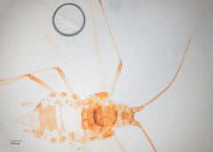 Hyperomyzus lactucae