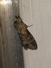 Dasylophia thyatiroides