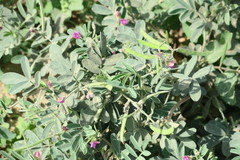 Tephrosia apollinea