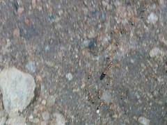 Trichomyrmex destructor