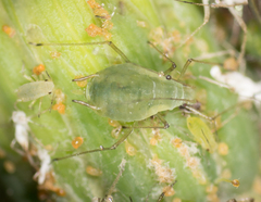 Hyperomyzus lactucae