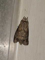 Dasylophia thyatiroides