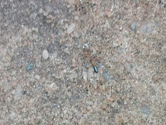 Trichomyrmex destructor