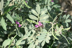 Tephrosia apollinea
