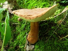 Xanthoconium purpureum