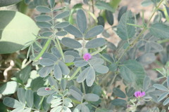 Tephrosia apollinea