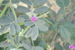 Tephrosia apollinea