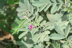 Tephrosia apollinea