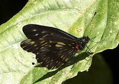 Catasticta ctemene rubricata