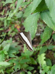 Oressinoma sorata