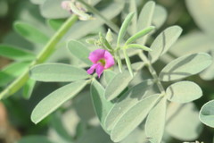Tephrosia apollinea