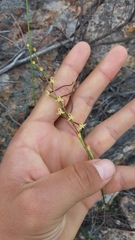 Disa salteri