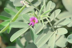 Tephrosia apollinea