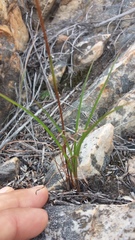 Disa salteri