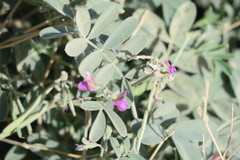 Tephrosia apollinea