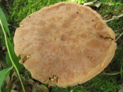Xanthoconium purpureum