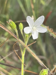 Hibiscus lobatus