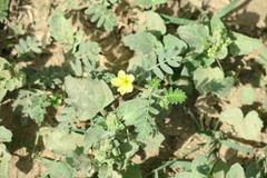 Tribulus terrestris