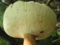 Xanthoconium purpureum