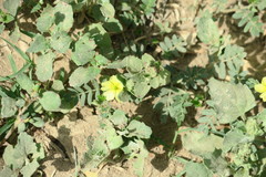Tribulus terrestris