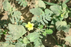 Tribulus terrestris