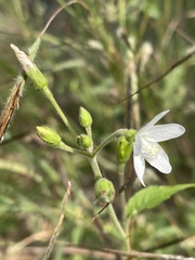 Hibiscus lobatus