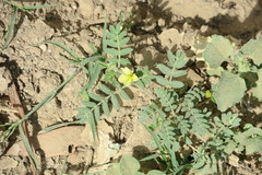 Tribulus terrestris