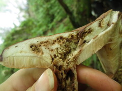 Xanthoconium purpureum