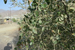 Ziziphus spina-christi