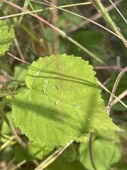 Hibiscus lobatus