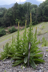 Verbascum thapsus