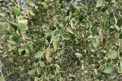 Ziziphus spina-christi